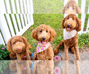 Goldendoodle Dogs for adoption in JACKSONVILLE, FL, USA