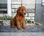 Small Photo #28 Goldendoodle (Miniature) Puppy For Sale in HOLMESVILLE, OH, USA