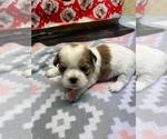 Puppy 6 Shih Tzu