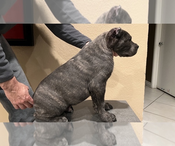 Medium Photo #17 Cane Corso Puppy For Sale in CORONA, CA, USA