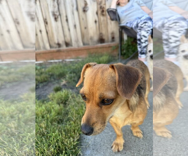 Medium Photo #7 Chiweenie Puppy For Sale in San Francisco, CA, USA