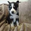 Small Photo #2 Siberian Husky Puppy For Sale in CRAIGSVILLE, PA, USA