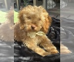 Small #5 Goldendoodle mix (+ Poodle Miniature)