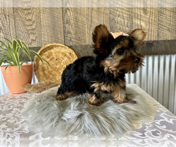 Medium Photo #7 Yorkshire Terrier Puppy For Sale in NAPPANEE, IN, USA