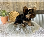 Small #6 Yorkshire Terrier