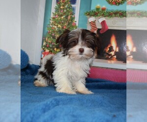Yorkshire Terrier Puppy for sale in BARNESVILLE, KS, USA