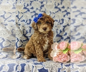 Sheepadoodle Puppy for sale in GLEN ROCK, PA, USA