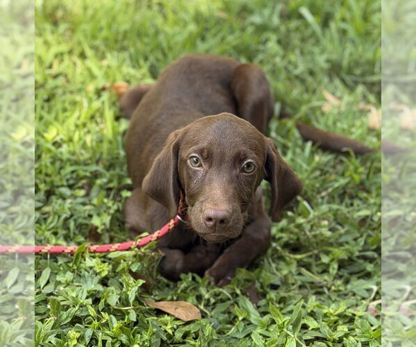 Medium Photo #2 - Mix Puppy For Sale in Yardley, PA, USA