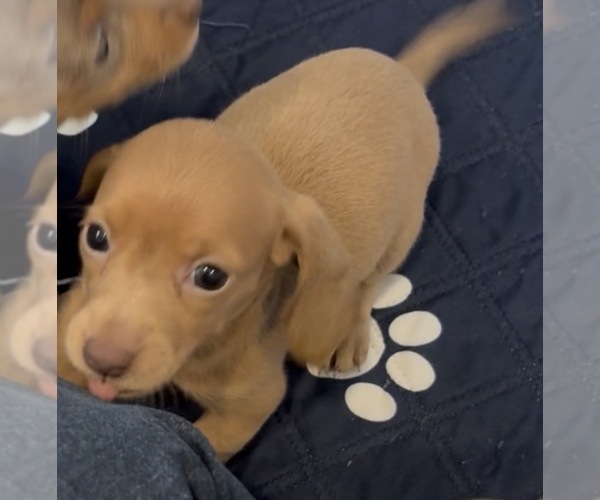 Medium Photo #1 Dachshund Puppy For Sale in CHARLOTTESVILLE, VA, USA