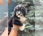 Puppy Puppy 2 Miniature Bernedoodle