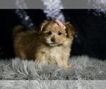 Small #6 Morkie