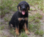 Small #25 Shepweiller