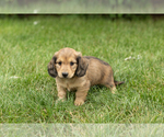 Small #2 Dachshund