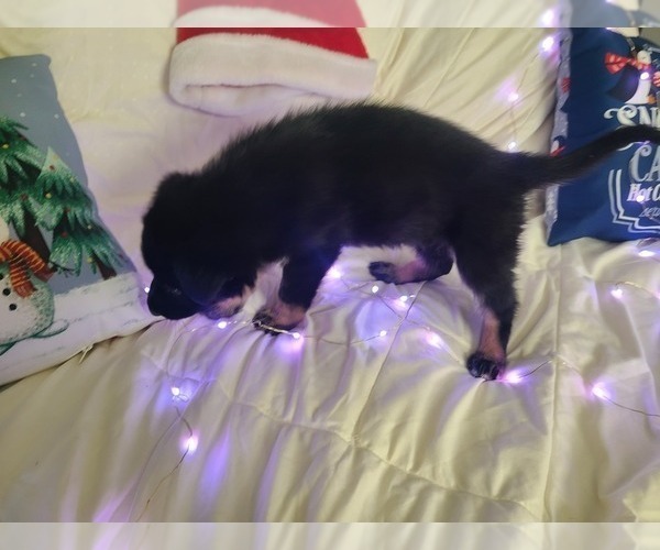 Medium Photo #3 German Shepherd Dog-Timber Wolf Mix Puppy For Sale in MONTREAL, MO, USA