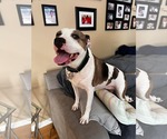 Small #2 American Staffordshire Terrier Mix
