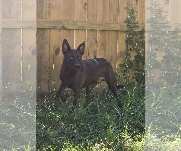 Medium Photo #3 Mutt Puppy For Sale in Jackson, MS, USA