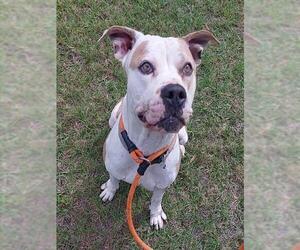 American Bulldog Dogs for adoption in Fort Lauderdale, FL, USA