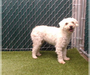 Mutt Dogs for adoption in Downey, CA, USA