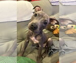 Small #4 Boxer