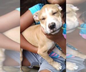 American Pit Bull Terrier Puppy for sale in FARNER, TN, USA