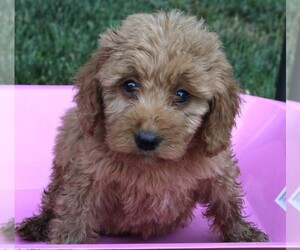 Goldendoodle (Miniature) Puppy for sale in FREDERICKSBURG, OH, USA