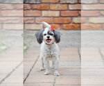 Small #5 Shih Tzu Mix