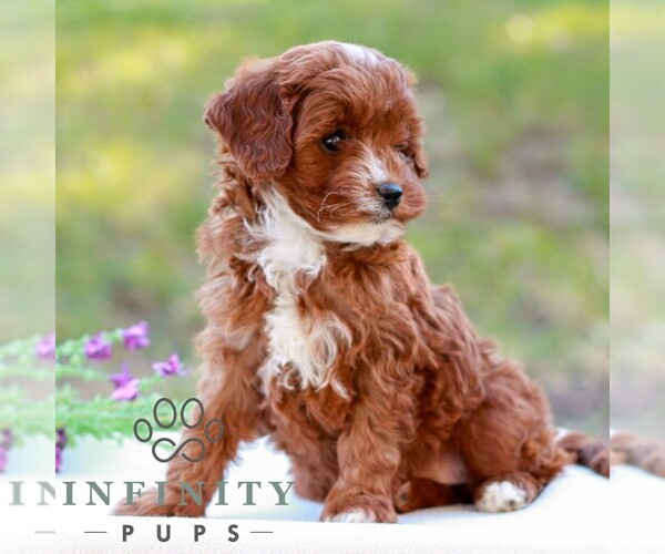 Medium Photo #6 Cavapoo (Miniature) Puppy For Sale in LITITZ, PA, USA