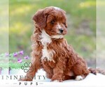 Dorthy - Female Cavapoo (Miniature) Puppy for Sale - Photo #6
