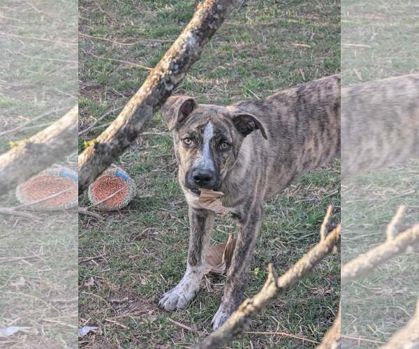 Medium Photo #7 Gerberian Shepsky Puppy For Sale in White Bluff, TN, USA