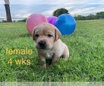 Small Photo #3 Labrador Retriever Puppy For Sale in EDGEWOOD, TX, USA