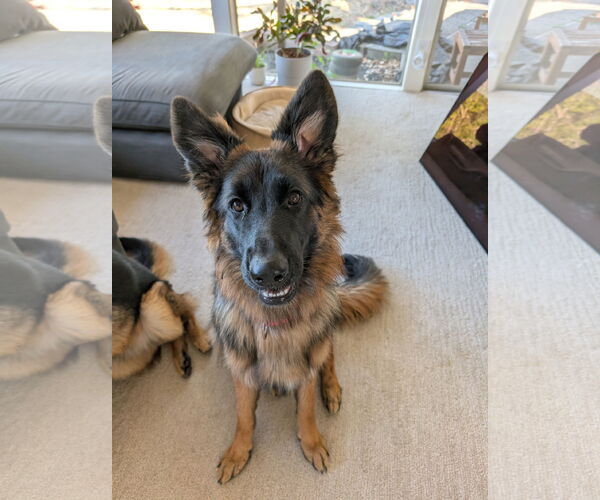 Medium Photo #2 German Shepherd Dog Puppy For Sale in Lafayette, CA, USA