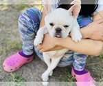 Small Photo #4 French Bulldog Puppy For Sale in FREMONT, CA, USA