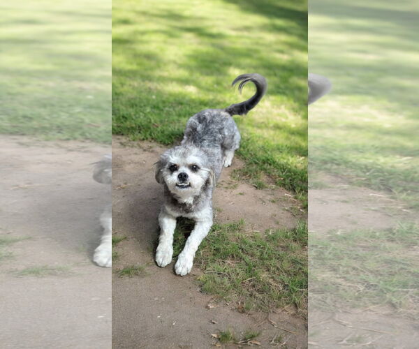 Medium Photo #2 Shih Tzu-Unknown Mix Puppy For Sale in Missouri City, TX, USA