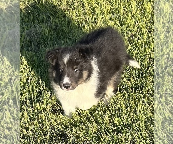 Medium Photo #22 Shetland Sheepdog Puppy For Sale in FORT MORGAN, CO, USA