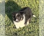 Small #21 Shetland Sheepdog