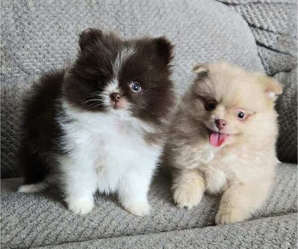 Medium Photo #2 Pomeranian Puppy For Sale in ORRVILLE, OH, USA