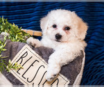 Small Photo #2 Bichon Frise Puppy For Sale in WAKARUSA, IN, USA