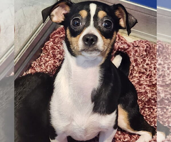 Medium Photo #1 Rat-Cha Puppy For Sale in Walnutport, PA, USA