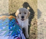 Small Photo #1 Golden Retriever Puppy For Sale in FREDONIA, KS, USA