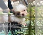 Small Photo #17 Shih Tzu Puppy For Sale in VENETA, OR, USA