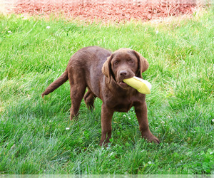 Labrador Retriever Puppy for sale in SYRACUSE, IN, USA
