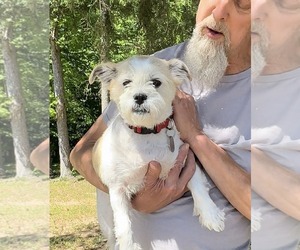 Mutt Dogs for adoption in Thomasville, NC, USA