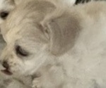 Small Photo #5 Maltipoo Puppy For Sale in JASPER, GA, USA