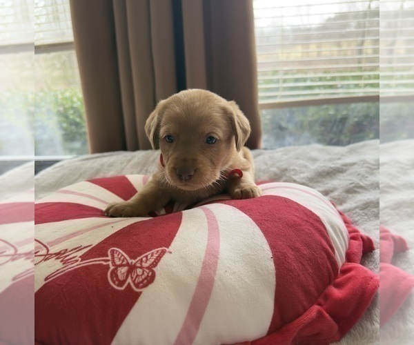 Medium Photo #1 Labrador Retriever Puppy For Sale in ELIZABETH, WV, USA