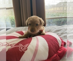 Medium Labrador Retriever