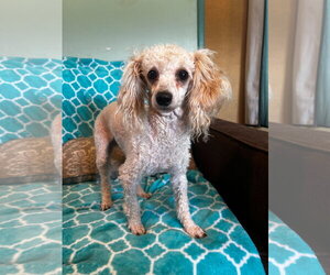 Shih Tzu-Unknown Mix Dogs for adoption in Pacolet, SC, USA