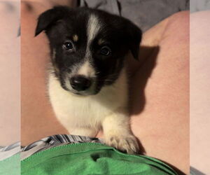 Scottish Collisky Dogs for adoption in Evansville, IN, USA