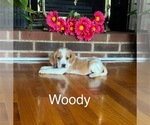 Puppy Woody Beagle