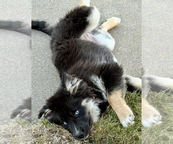 Medium Photo #2 Aussie Siberian Puppy For Sale in Omaha, NE, USA