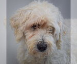 Small Photo #4 Unknown-Wheaten Terrier Mix Puppy For Sale in Huntley, IL, USA